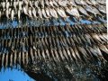 montisola-sardine-ad-essiccare-11