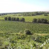 casa Orlando-Zingales - vista sulle vigne