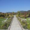 Giardino delle erbe danzanti - il viale