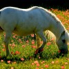 villa Cantoni Marca Di Rosa - il pony bianco