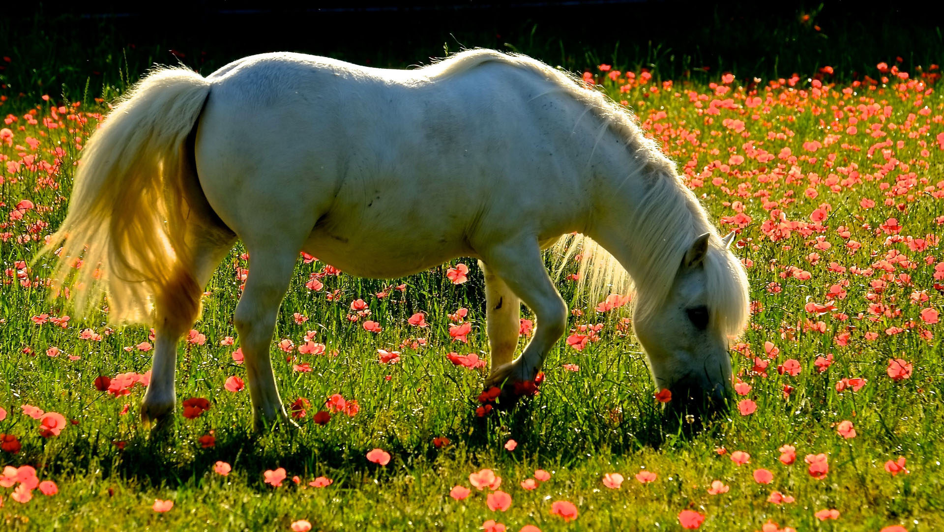 <p>il pony bianco</p>
