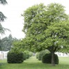 villa Guarneri - panoramica del viale dei bossi